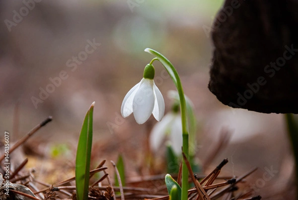 Fototapeta Snowdrops Blooming in Early Spring Garden, Latvia