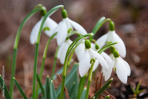 Fototapeta Snowdrops Blooming in Early Spring Garden, Latvia