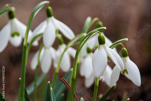 Fototapeta Snowdrops Blooming in Early Spring Garden, Latvia