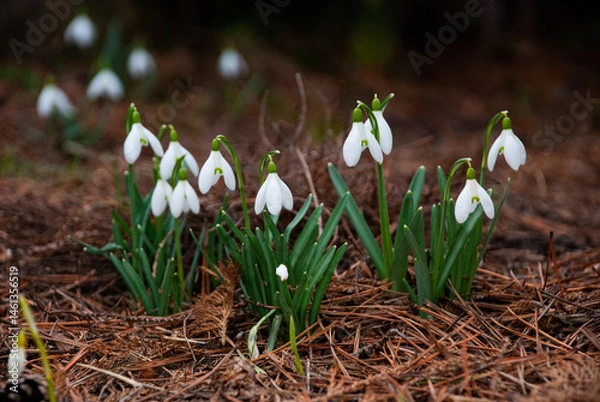 Fototapeta Snowdrops Blooming in Early Spring Garden, Latvia