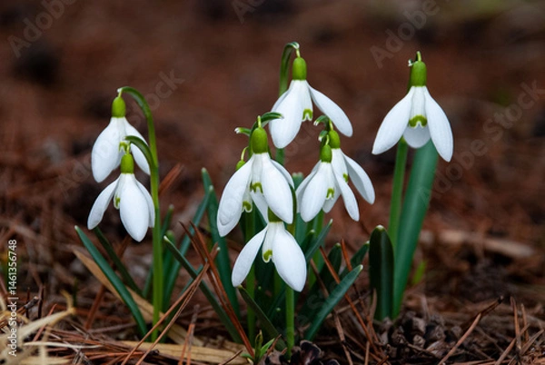 Fototapeta Snowdrops Blooming in Early Spring Garden, Latvia