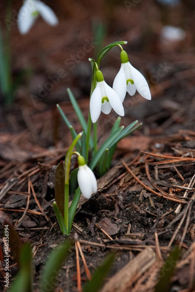 Fototapeta Snowdrops Blooming in Early Spring Garden, Latvia