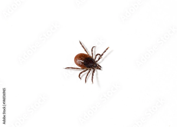 Fototapeta Close up shot of a tick on a white surface. Isolated on white. Copy space.