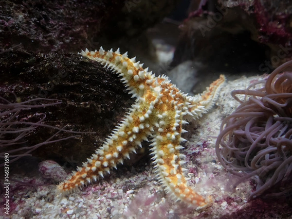 Obraz Common spiny starfish (Marthasterias glacialis) full of spinies resting on a rock on the seabed next to the tentacles of anemones