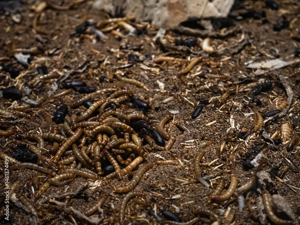 Obraz Multitude of larvae or mealworms (Tenebrio molitor) in larval form surrounded by flour beetles completing the life cycle of this beetle from the Tenebrionidae family