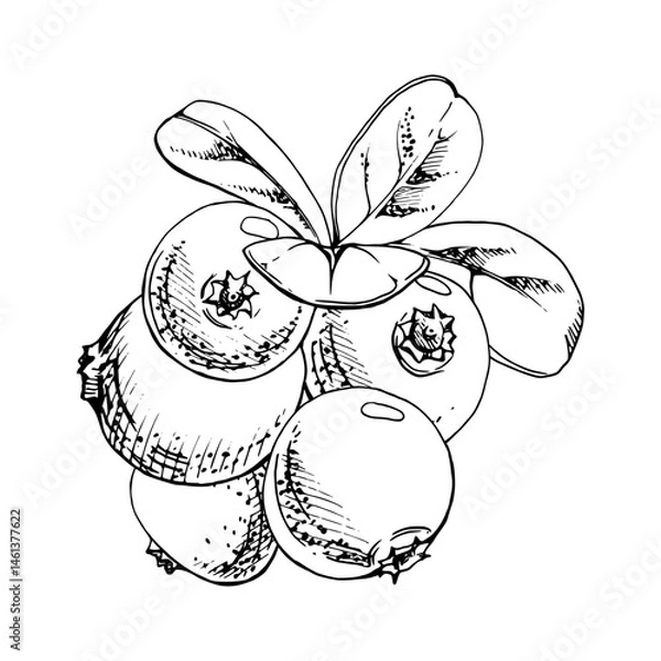 Fototapeta Cranberry lingonberry green leaves heap bunch, ripe swamp forest berry bearberry teaberry wintergreen, vector ink hand drawn. Isolated botanical illustration for restaurant, cafe menu, farmers market