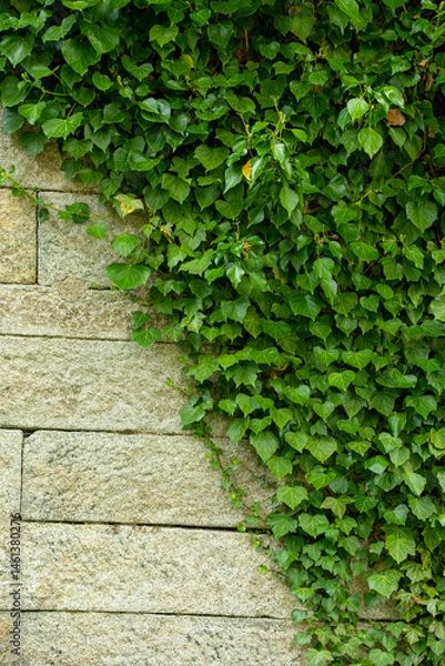Fototapeta stone wall covered with ivy. natural background.
free space