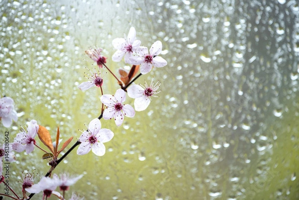Fototapeta Delicate spring blossom branch with soft pink flowers against a rainy window. Nature awakening, romantic seasonal atmosphere, floral tenderness.