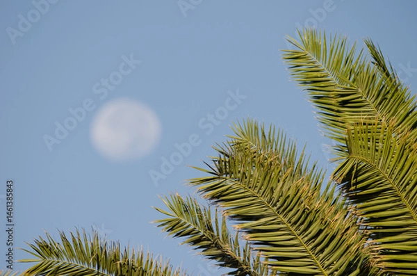 Fototapeta Leaves of Canary Island date palm Phoenix canariensis and full moon in the background. Anfi Tauro Golf. Mogan. Gran Canaria. Canary Islands. Spain.
