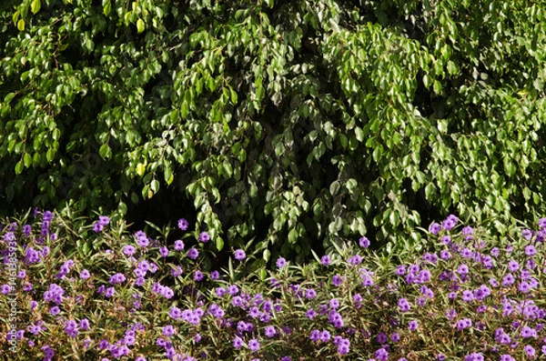 Fototapeta Mexican petunia Ruellia simplex in flower and fig tree Ficus sp. in the background. Las Palmas de Gran Canaria. Gran Canaria. Canary Islands. Spain.