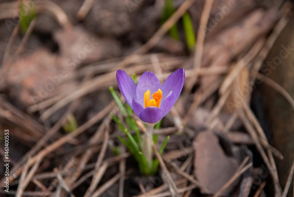 Fototapeta Crocus tommasinianus Blooming in Early Spring Garden, Latvia