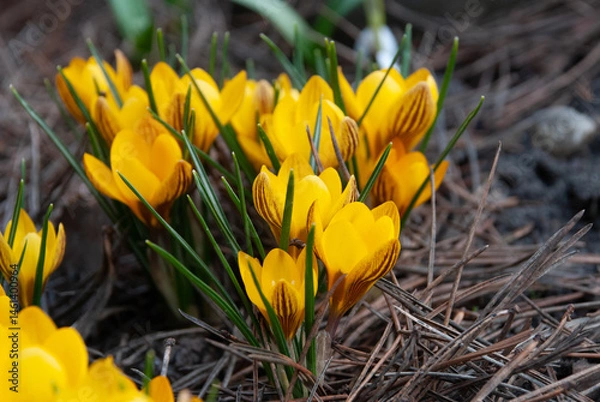 Fototapeta Crocus chrysanthus fuscotinctus Blooming in Early Spring Garden, Latvia