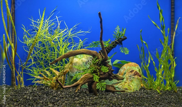 Fototapeta New start of small freshwater aquarium with snag, green stone, water plants. Preparing for stocking with tropical fish.