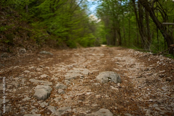 Fototapeta Rocky forest path in spring