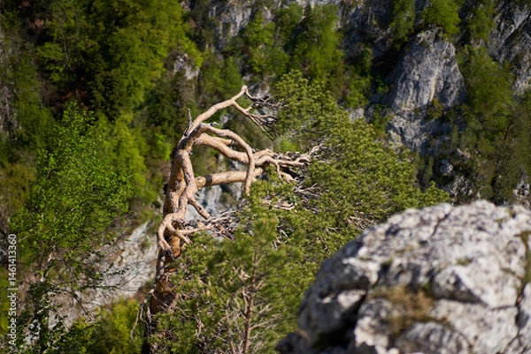 Fototapeta Scots Pine on Cliffside