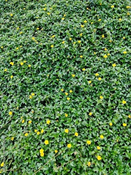 Obraz Photo of a green tree with yellow flowers

