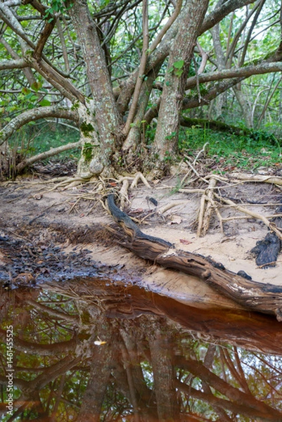 Fototapeta Tree reflected in tidal creek, Morwong Beach, Coochiemudlo Island, Queensland, Australia