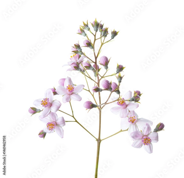 Fototapeta Fresh sprig of Deutzia with pale  pink flowers and buds isolated on white background. Selective focus