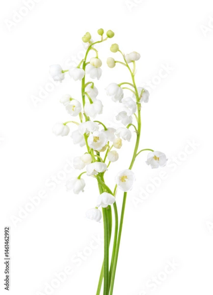 Fototapeta Lily of the Valley flowers isolated on white background.