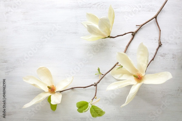 Fototapeta Blooming Magnolia branch with cream colored flowers on old white wooden shabby background