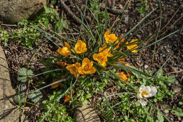 Fototapeta Close-up vibrant cluster of yellow crocus flowers blooming in garden, with single white crocus nearby, surrounded by lush green foliage and bathed in sunlight. Nature concept for design.
