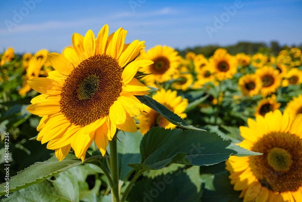 Fototapeta 太陽に向かい精一杯日光浴を行うヒマワリ畑のヒマワリ