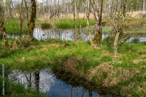 Fototapeta Birkenbruchwald bei Lipova in Tschechien 1