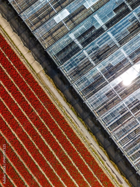 Fototapeta Aerial view of a vibrant red tulip field divided by a road from a modern glass greenhouse, showcasing symmetry and contrast between nature and structure.