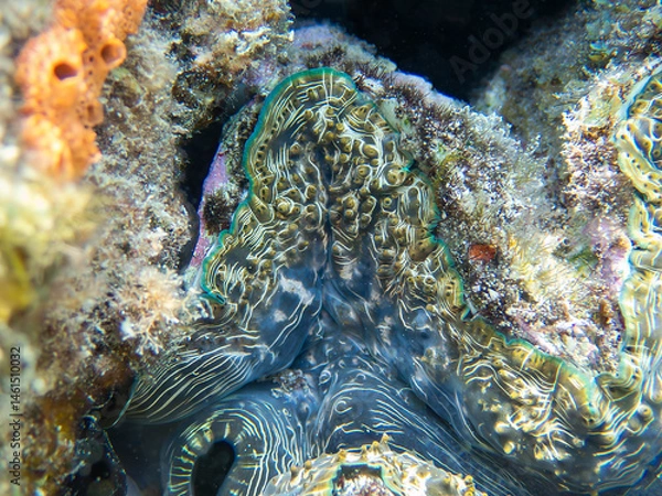 Fototapeta Maxima Tridacna clam amazing patterns and natural design, ultra macro underwater photography