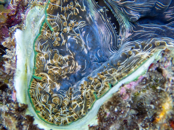 Fototapeta Maxima Tridacna clam amazing patterns and natural design, ultra macro underwater photography