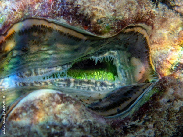 Fototapeta Maxima Tridacna clam amazing patterns and natural design, ultra macro underwater photography