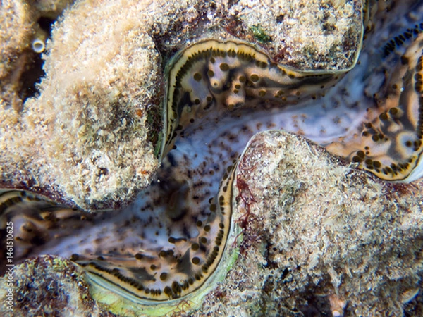 Fototapeta Maxima Tridacna clam amazing patterns and natural design, ultra macro underwater photography