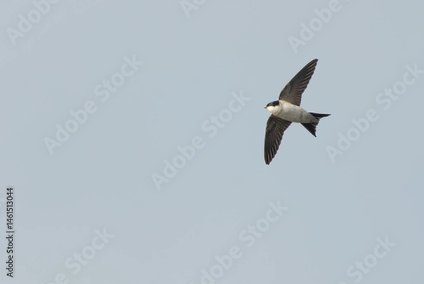 Fototapeta House martin (Delichon urbicum) in flight on a spring day, Perthshire, Scotland. Migratory bird in the swallow family.