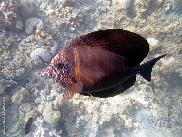 Fototapeta Zebrasoma Veliferum tang fish, underwater scene in to the sea