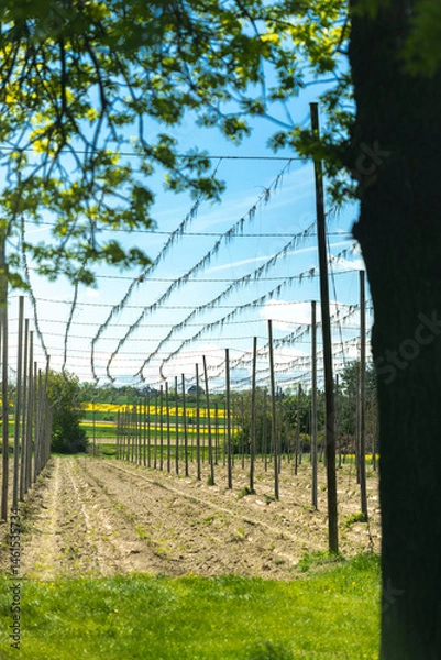 Fototapeta Uprawa chmielu