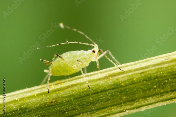 Obraz Mszyce żerujące na roślinie