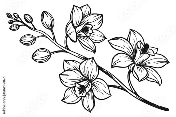 Fototapeta 100 Orchid flowers, detailed botanical illustration, black and white ink drawing, elegant line art, delicate petals, blooming orchids, various angles, floral study, vintage engraving style, crisp outl