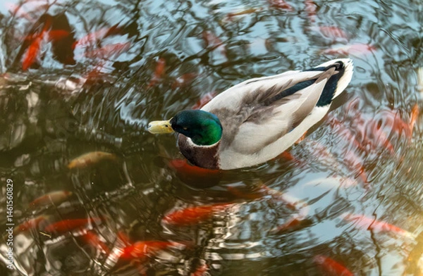 Obraz canard et poisson