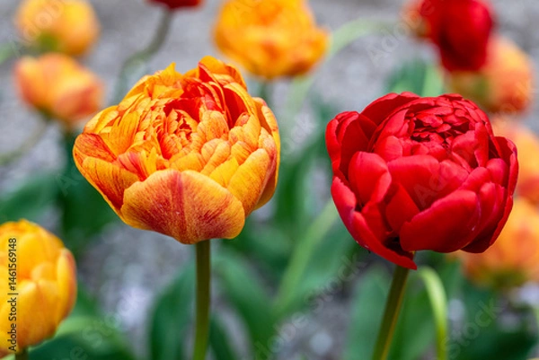 Fototapeta Two tulips, one red en one yellow and red