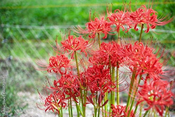 Fototapeta 生命力を感じる彼岸花