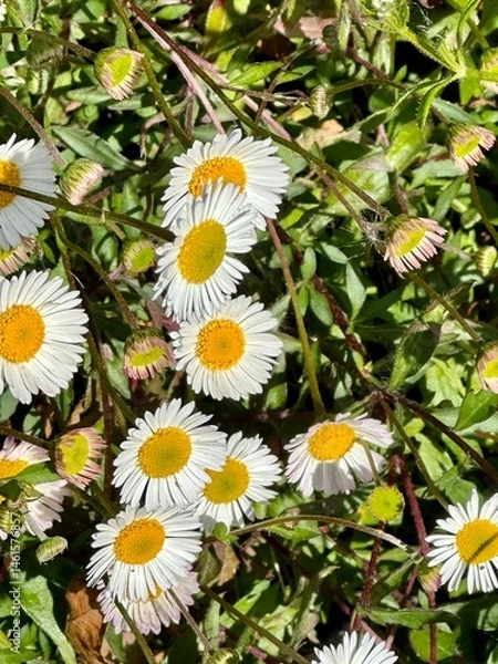 Obraz daisies in a garden