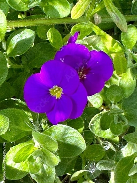 Obraz violet flowers in the garden