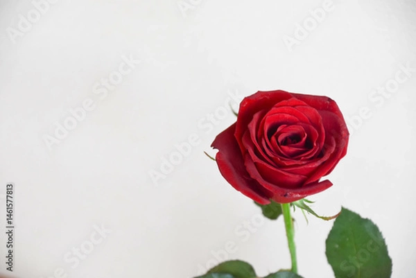 Fototapeta 赤いバラ