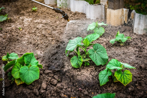 Obraz Manual spraying of new green cucumber leaves from diseases and pests