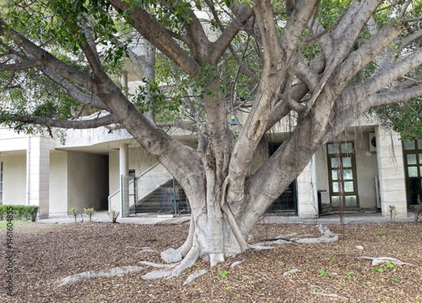 Fototapeta Large tree with Expansive roots in urban setting. A majestic tree with sprawling roots stands in front of a modern building.