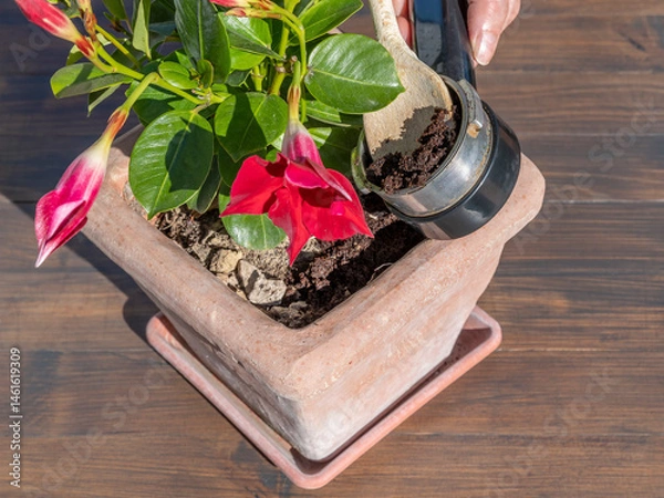Fototapeta Coffee grounds are poured into a pot with a plant with beautiful red flowers of Mandevilla 