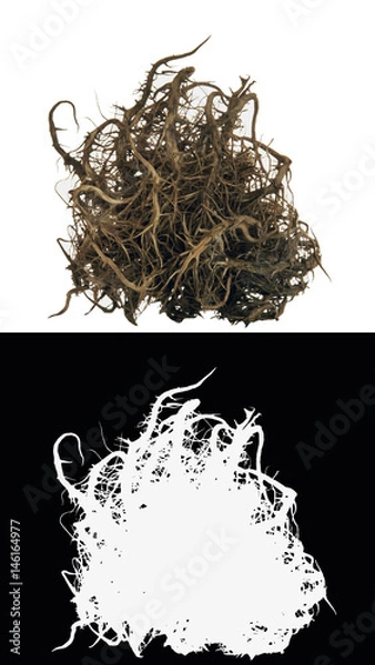 Obraz Dry bush root