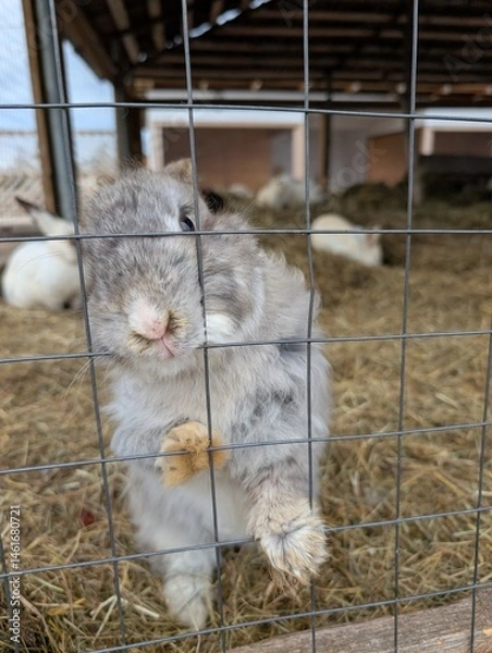 Obraz A rabbit is currently standing upright on its hind legs inside a cage