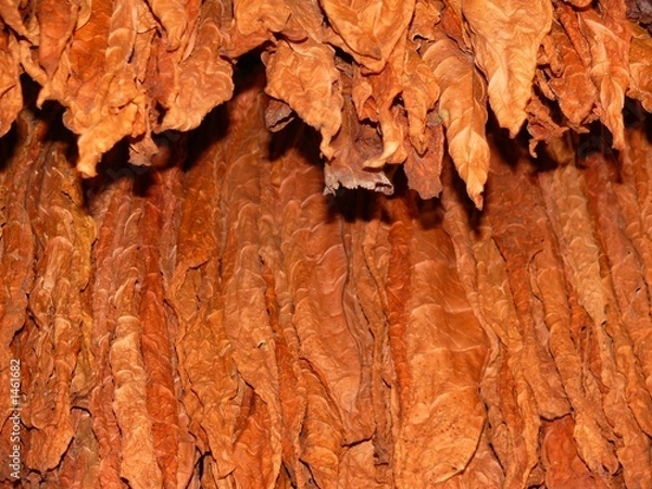 Obraz tobacco