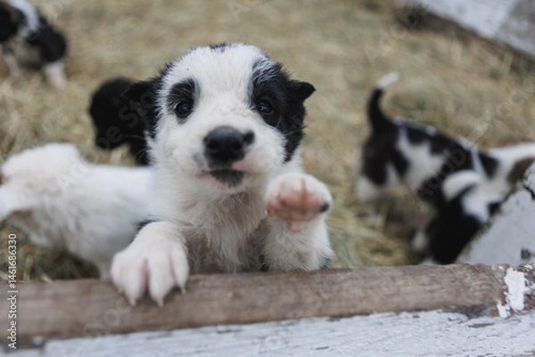 Obraz A black and white puppy playfully sticks its paw over a wooden fence